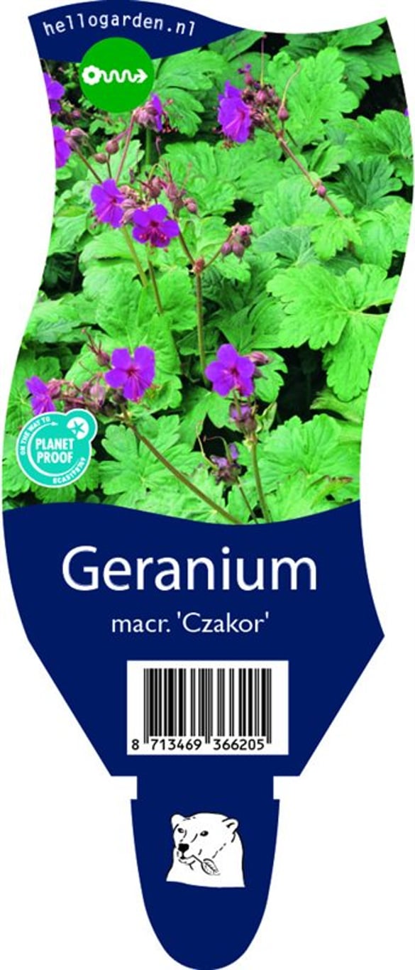 Geranium macr. 'Czakor' - P11